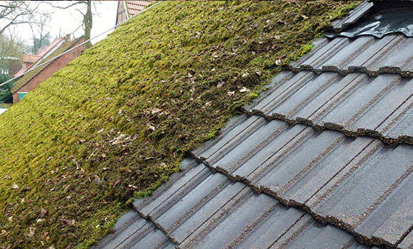 Démoussage et nettoyage de toiture à Paris 75003