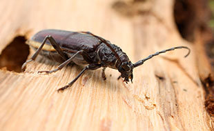 Traitement de charpente à Paris 03